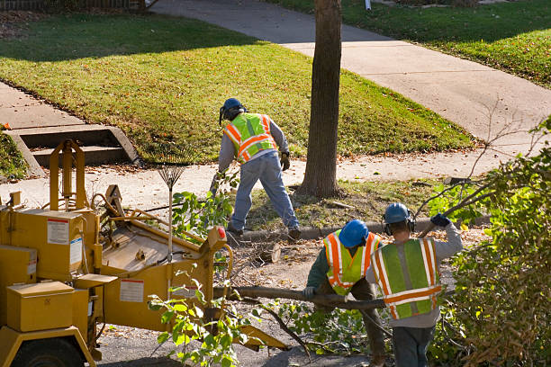 How Our Tree Care Process Works  in  Idalou, TX