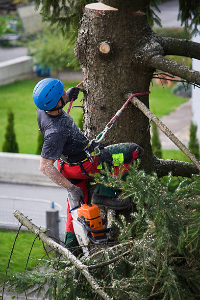 Best Tree Preservation Services  in Idalou, TX